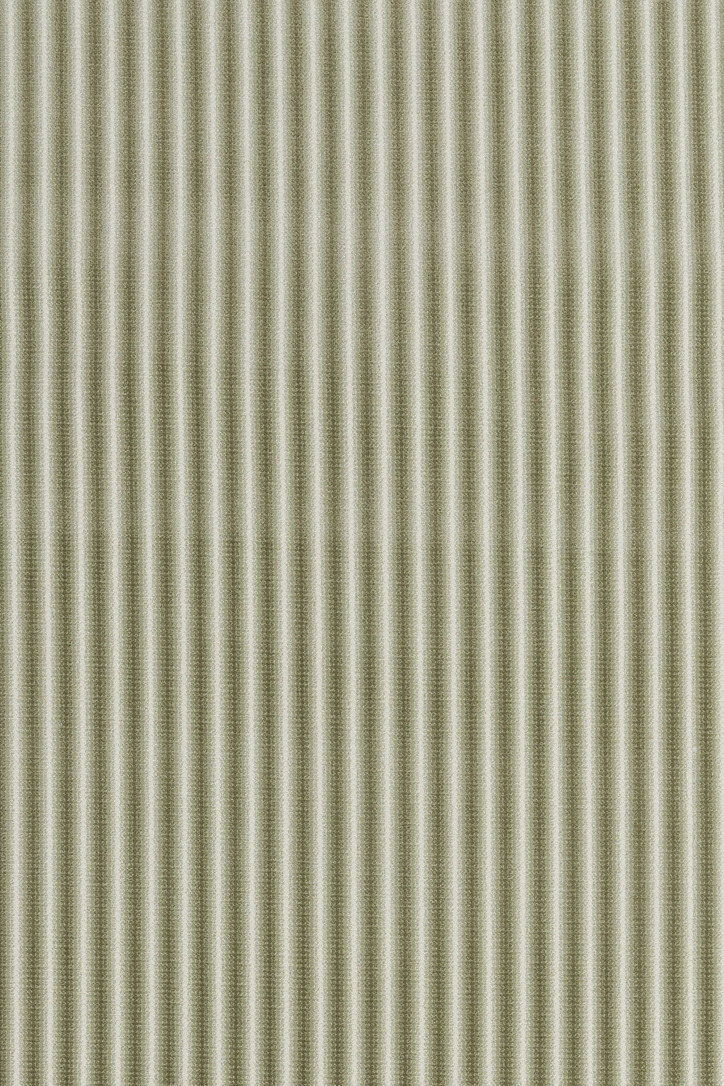 Fern