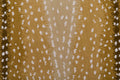 Antelope Ax - Stock Rectangular 8'0''x10'0''