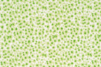 Margarita/grass